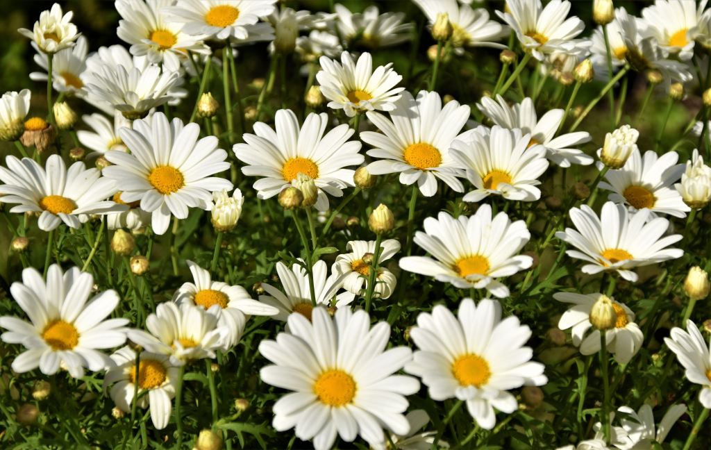 Daisies